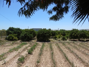 Plot for sale in Rojales