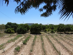 Perceel te koop in Rojales
