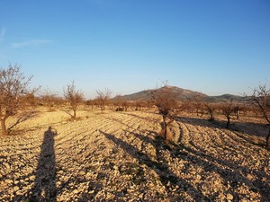 Perceel te koop in Salinas