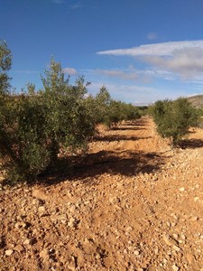 Plot for sale in Murcia