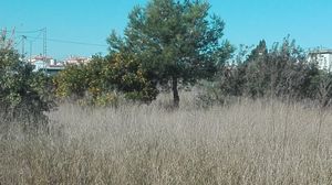 Plot for sale in Oliva