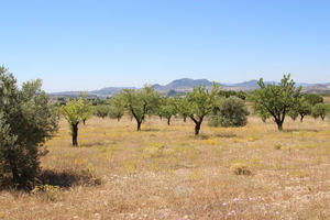 Large plot of land in Sax with planning permission