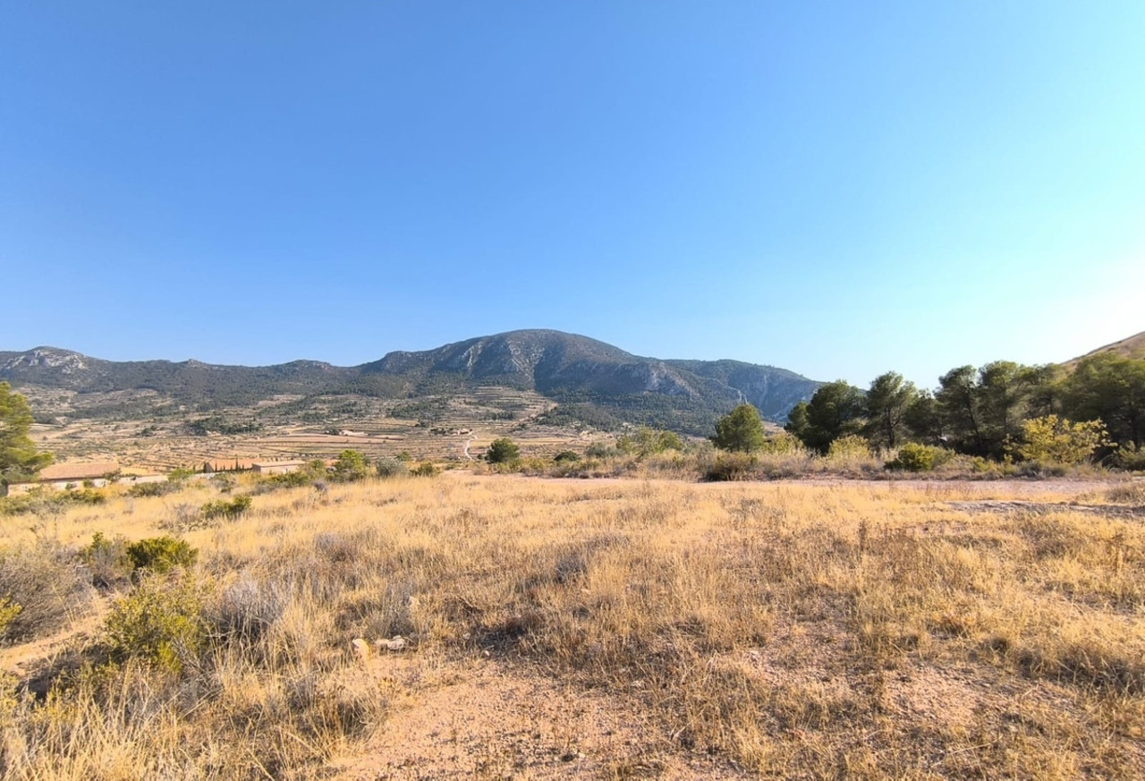 Parcelle à vendre à Alguena