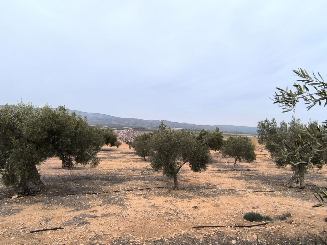 Участок для продажи в Villena