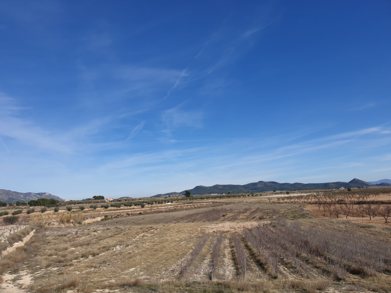 Plot for sale in Pinoso