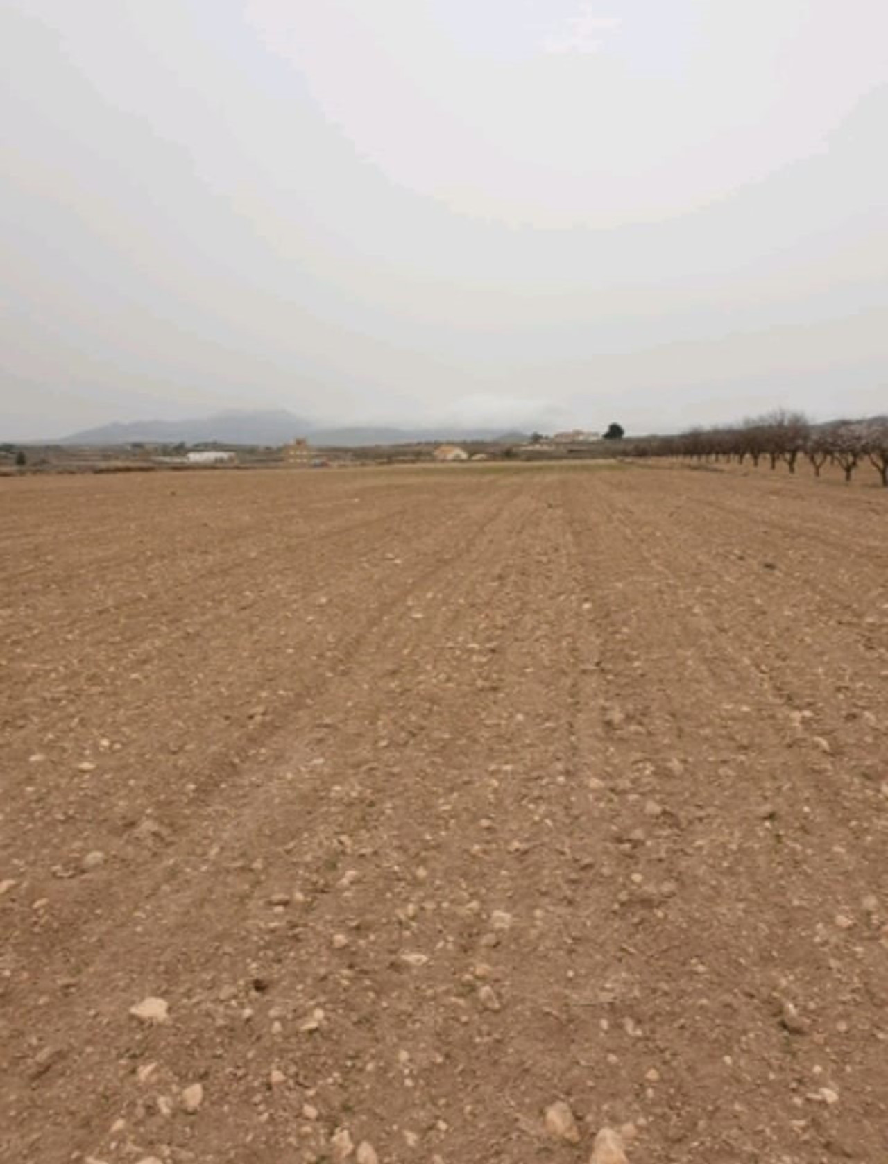 Plot for sale in Pinoso