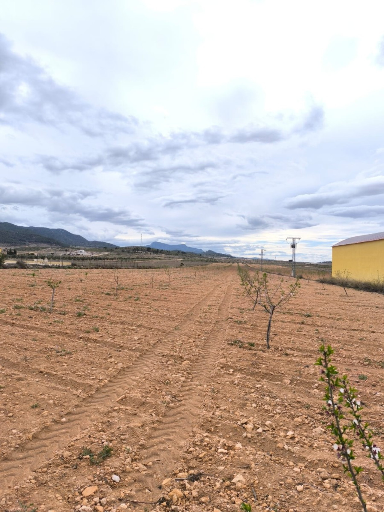 Plot for sale in Pinoso