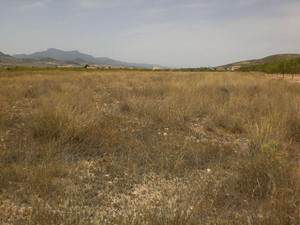Plot te koop in Pinoso