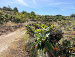 Plot for sale in Callosa d'en Sarria