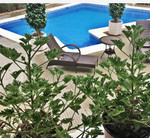 5 bedroom Villa te koop in Ciudad Quesada