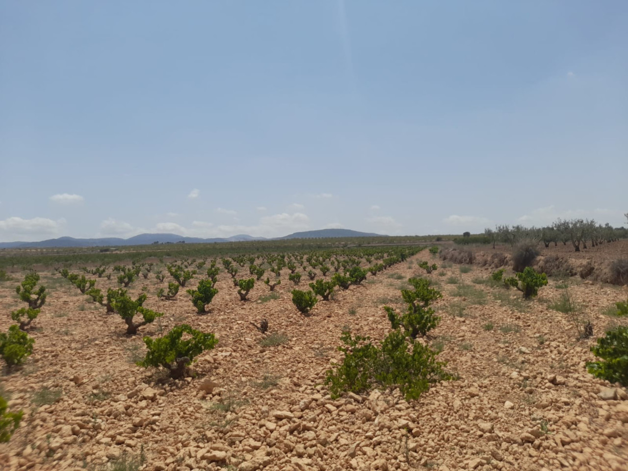 Plot for sale in Pinoso