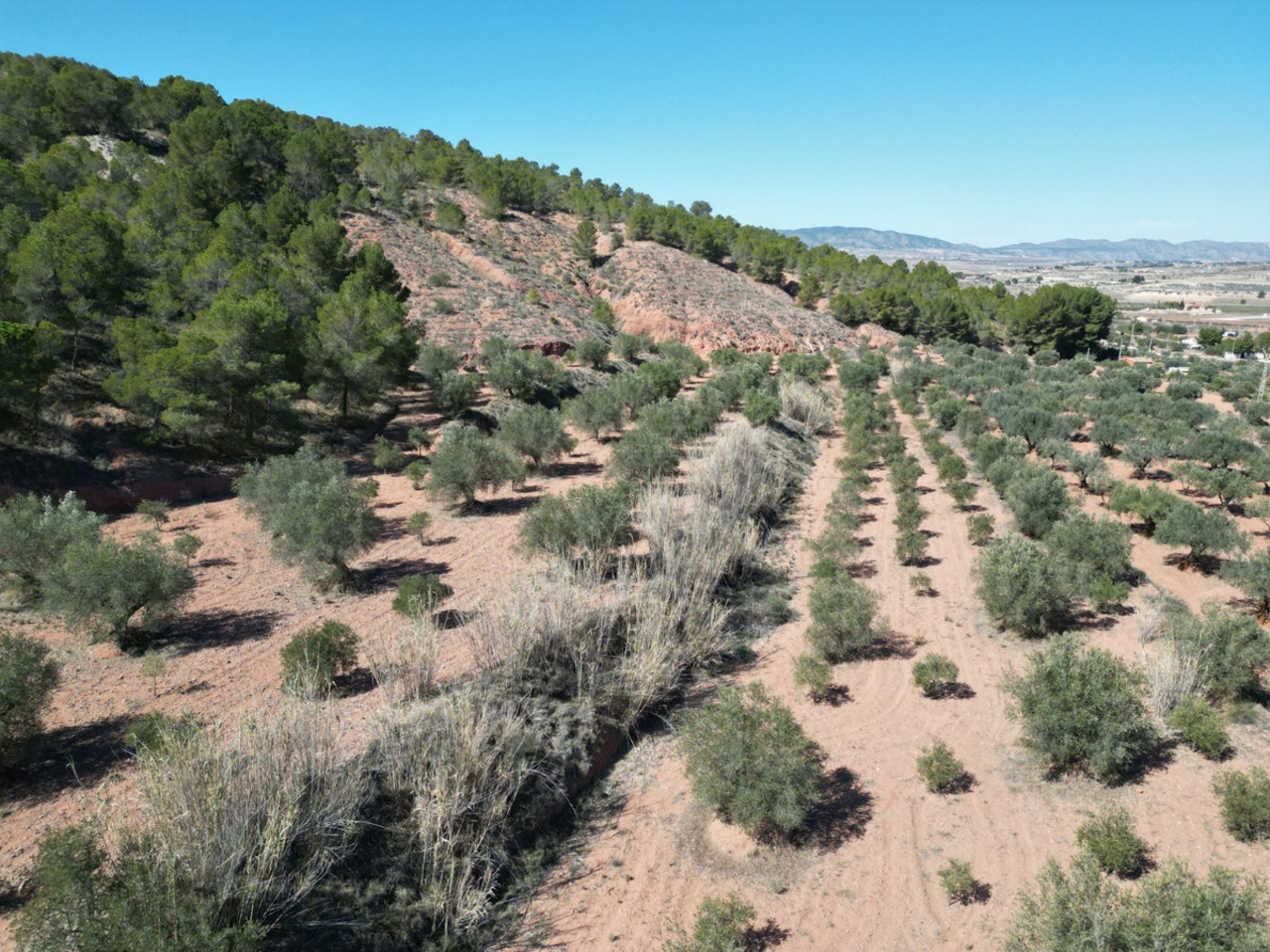 Plot for sale in Pinoso