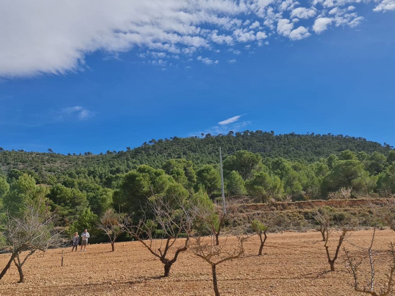Plot for sale in Pinoso