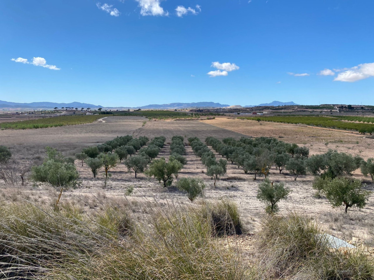 Plot for sale in Pinoso