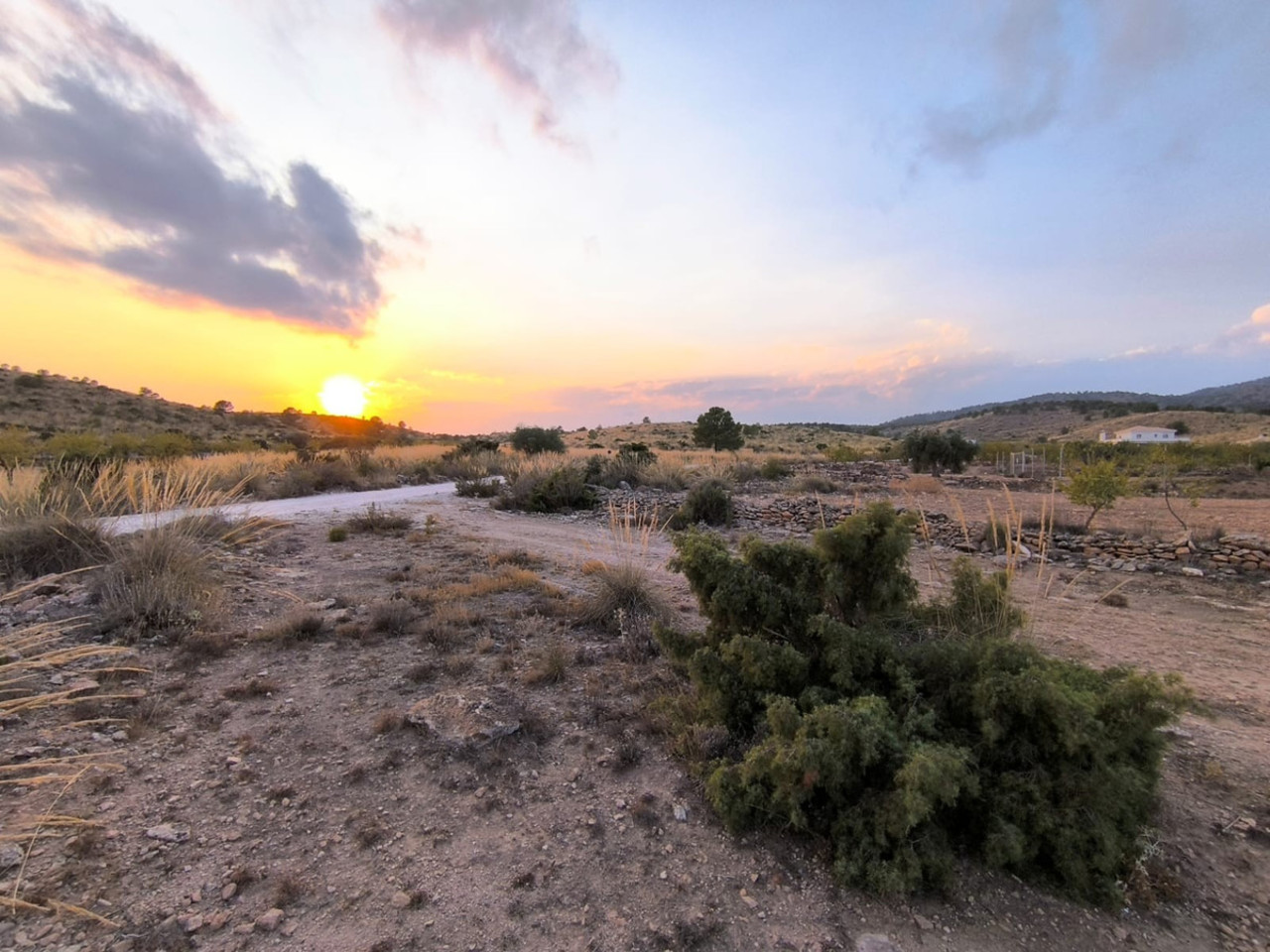 Plot for sale in Pinoso