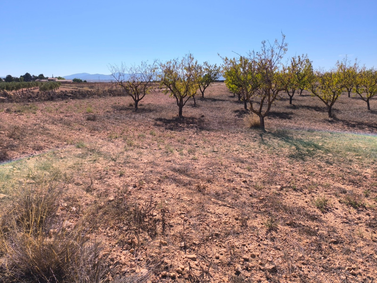 Plot for sale in Pinoso