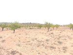Plot for sale in Pinoso
