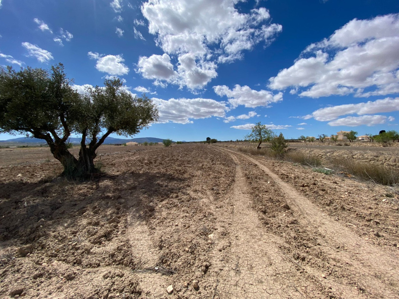 Plot for sale in Pinoso
