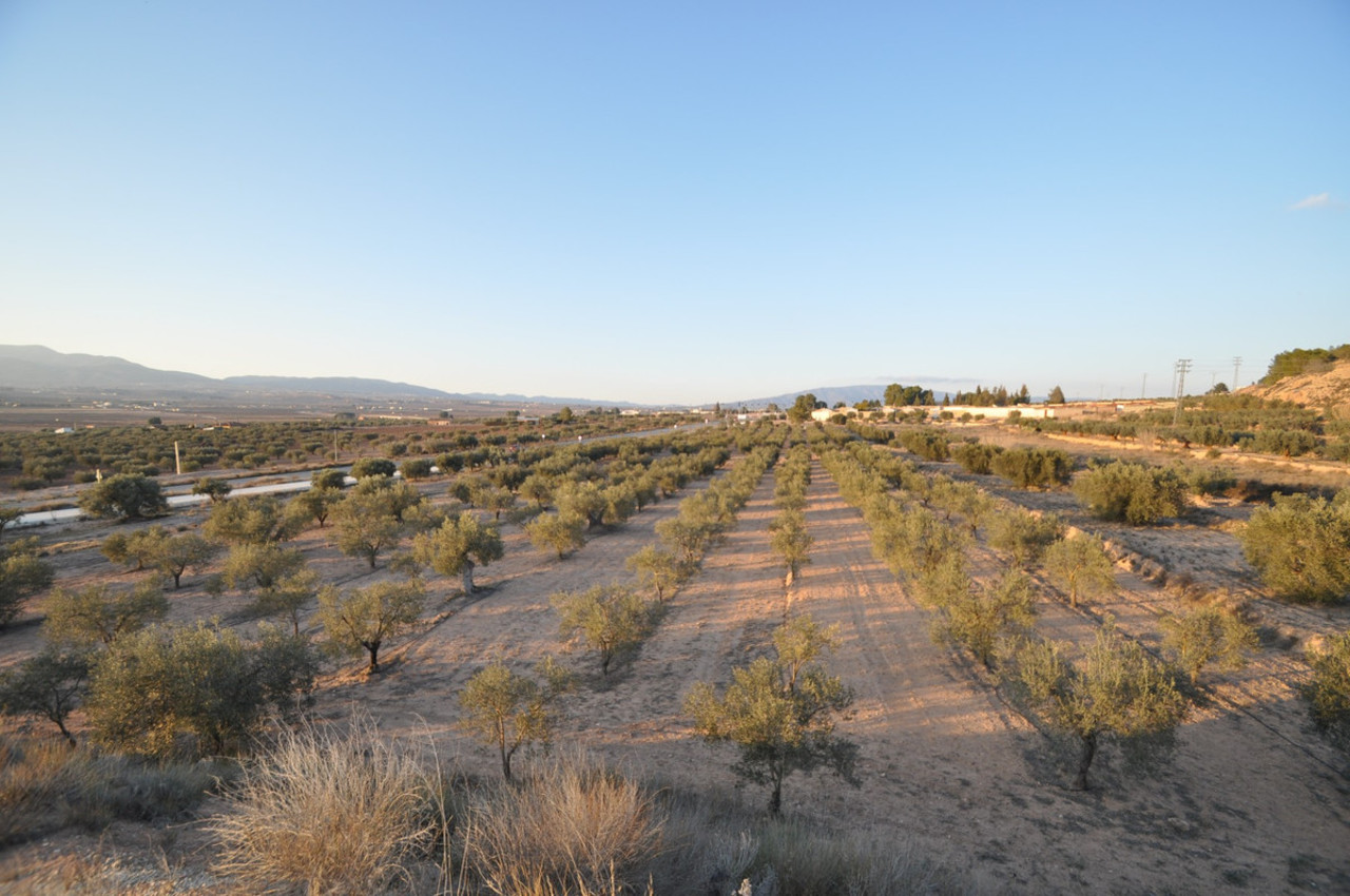 Plot for sale in Pinoso