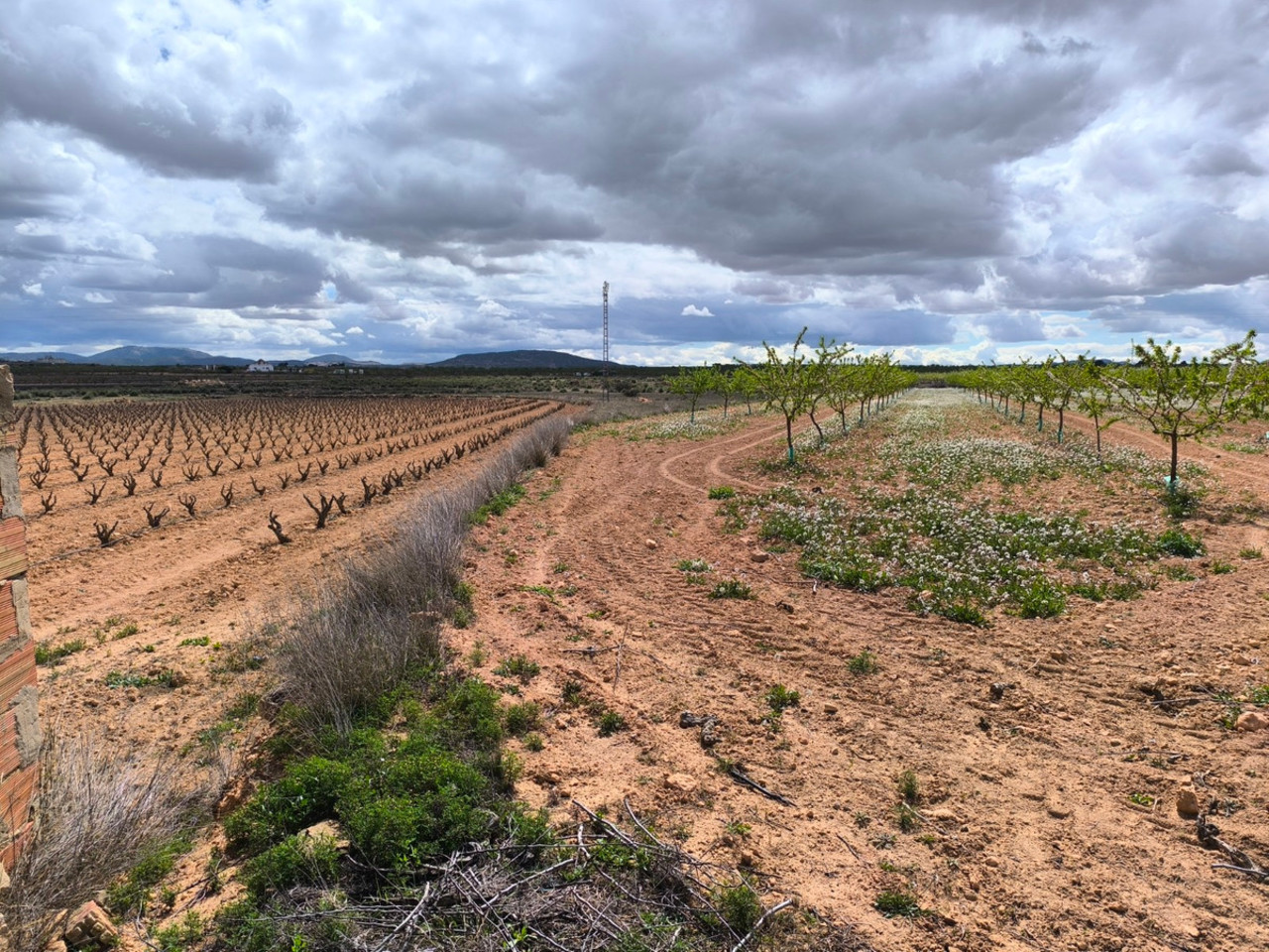 Plot for sale in Pinoso