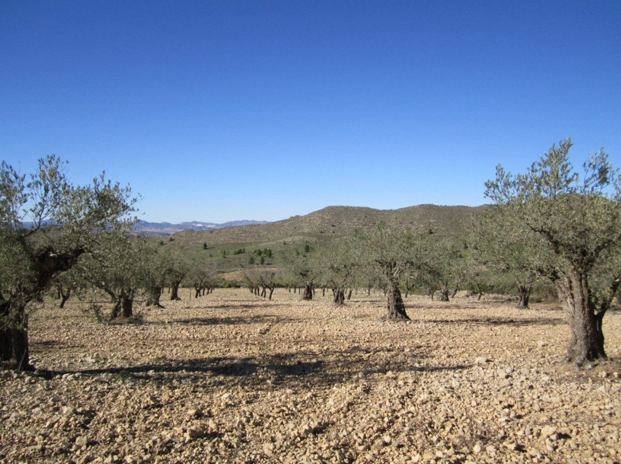 das Grundstück 
zum verkauf in Villena