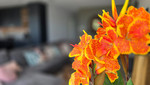 3 bedroom Villa te koop in Los Montesinos