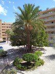 1 bedroom Apartment for sale in Guardamar del Segura