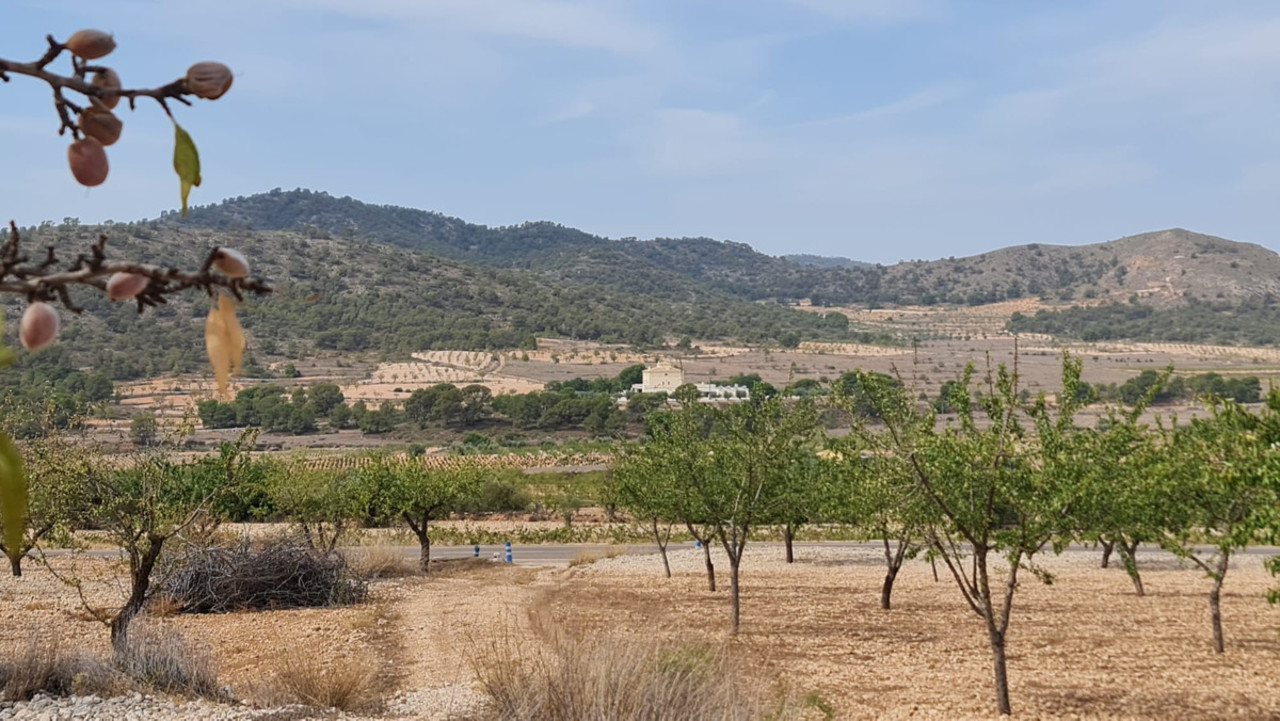 Plot for sale in Alguena