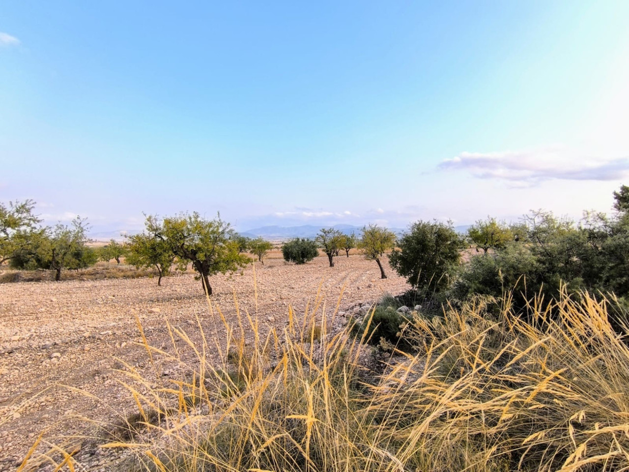 Plot for sale in Pinoso