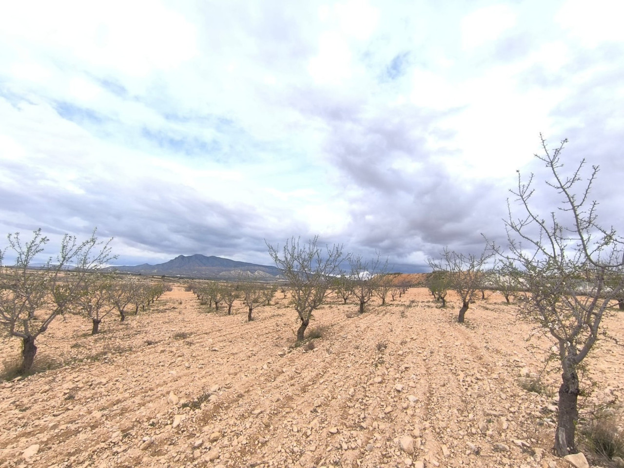 Plot for sale in Pinoso