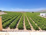 2 bedroom Appartement te koop in Algorfa