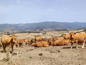 Villa te koop in Gaucin