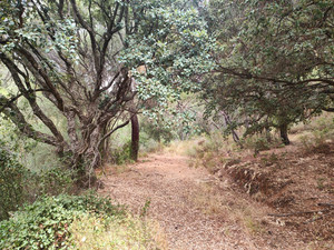 Grondstuk te koop in Istan