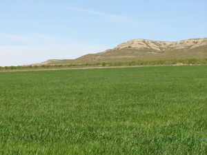 Grondstuk te koop in Yecla