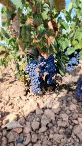 Grondstuk te koop in Pinoso