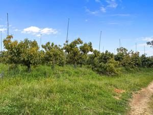 1 slaapkamer Villa te koop in Sotogrande