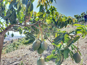 1 slaapkamer Grondstuk te koop in Velez-Malaga