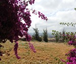 6 bedroom Finca se vende en Villanueva De La Concepcion 